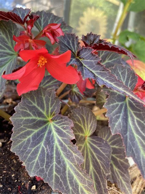 Embracing the Darker Side of Horticulture with Begonia Black Magic